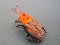 Punteruolo Rosso (Rhynchophorus ferrugineus)