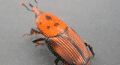 Punteruolo rosso, Rhynchophorus ferrugineus